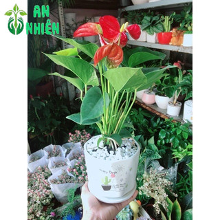 Chậu Cây Hồng Môn