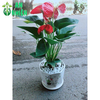Chậu Cây Hồng Môn