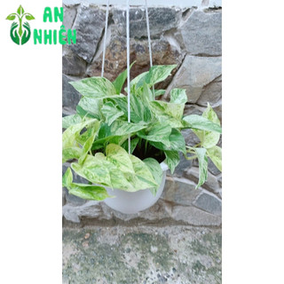 Chậu Trầu Bà Sữa