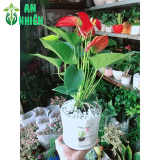 Chậu Cây Hồng Môn