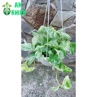 Chậu Trầu Bà Sữa