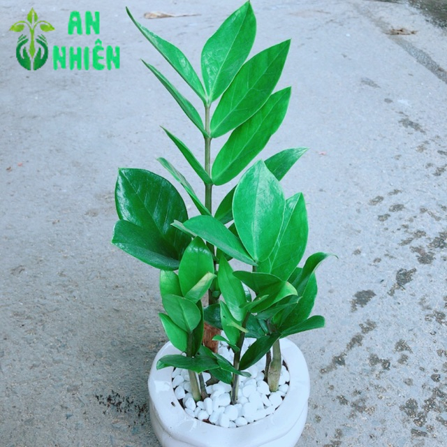 Chậu Kim Tiền Thái