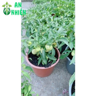 Cây Ớt Cà (Sẵn Trái)