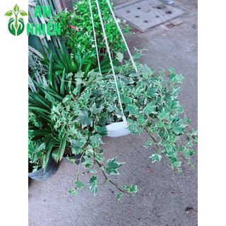 Chậu Thường Xuân Bạc Treo