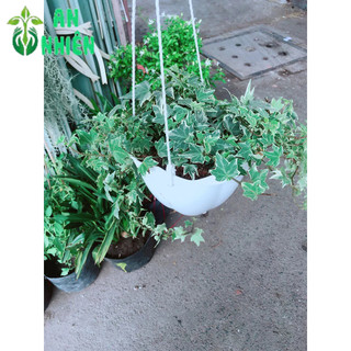 Chậu Thường Xuân Bạc Treo