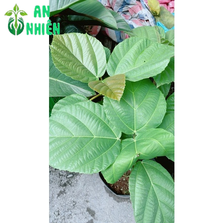 Cây Vả Mật