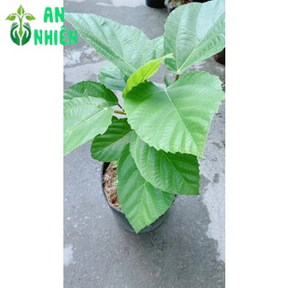 Cây Vả Mật