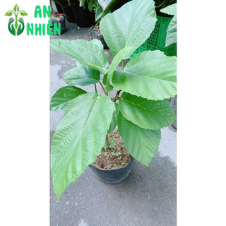 Cây Vả Mật