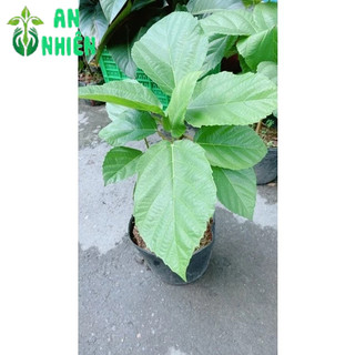 Cây Vả Mật