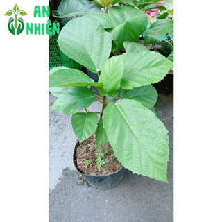 Cây Vả Mật