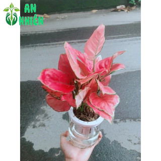 Chậu Vạn Lộc Trồng Thuỷ Sinh