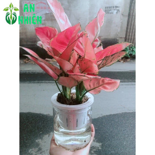 Chậu Vạn Lộc Trồng Thuỷ Sinh