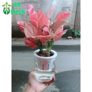 Chậu Vạn Lộc Trồng Thuỷ Sinh