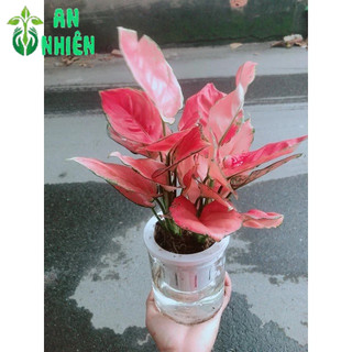 Chậu Vạn Lộc Trồng Thuỷ Sinh