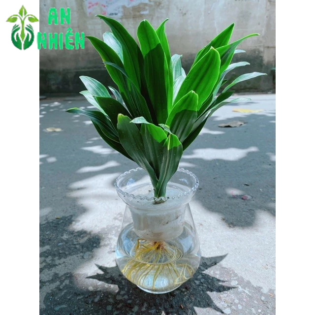 Chậu Phát Tài Thuỷ Sinh
