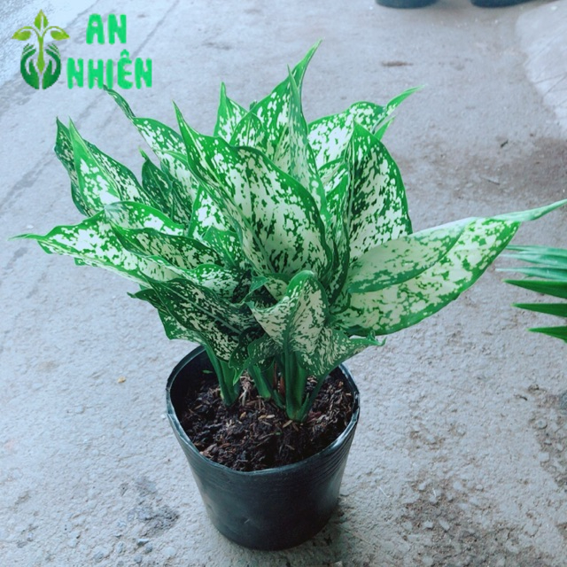 Cây Ngọc Ngân