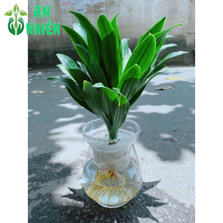 Chậu Phát Tài Thuỷ Sinh
