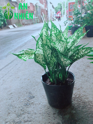 Cây Ngọc Ngân