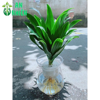 Chậu Phát Tài Thuỷ Sinh