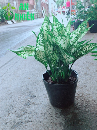 Cây Ngọc Ngân