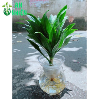 Chậu Phát Tài Thuỷ Sinh