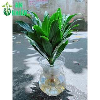 Chậu Phát Tài Thuỷ Sinh