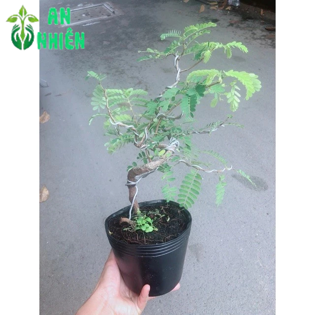 Cây Me Bonsai