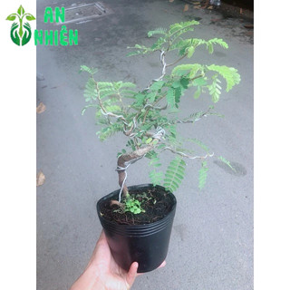 Cây Me Bonsai