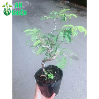 Cây Me Bonsai