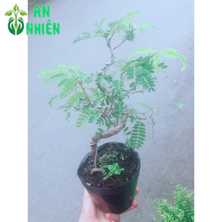 Cây Me Bonsai