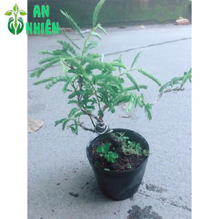 Cây Me Bonsai