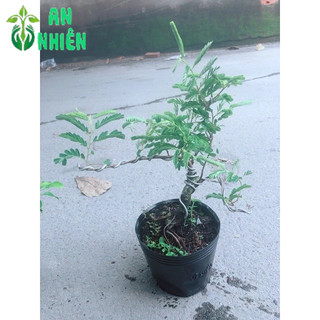 Cây Me Bonsai