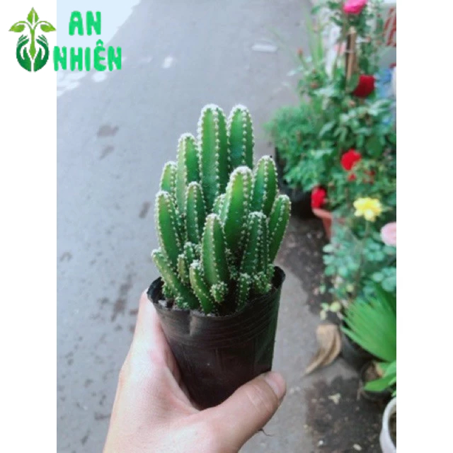 Xương Rồng Thanh Sơn