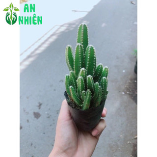 Xương Rồng Thanh Sơn