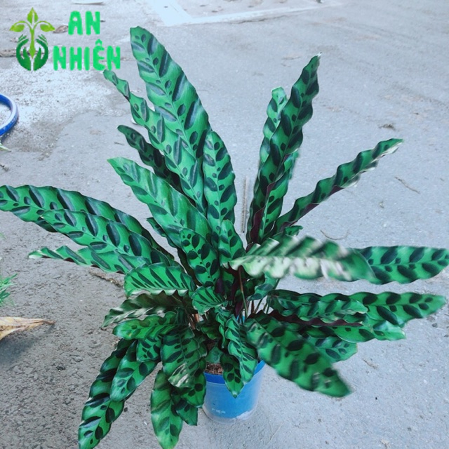 Đuôi Công Xanh