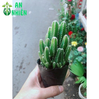 Xương Rồng Thanh Sơn