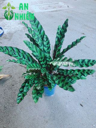 Đuôi Công Xanh