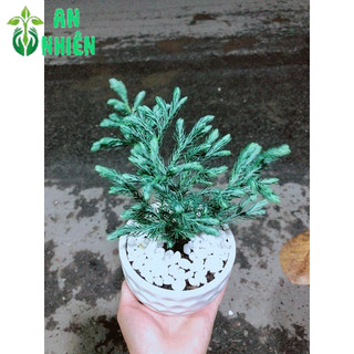 Chậu Cây Tuyết Tùng