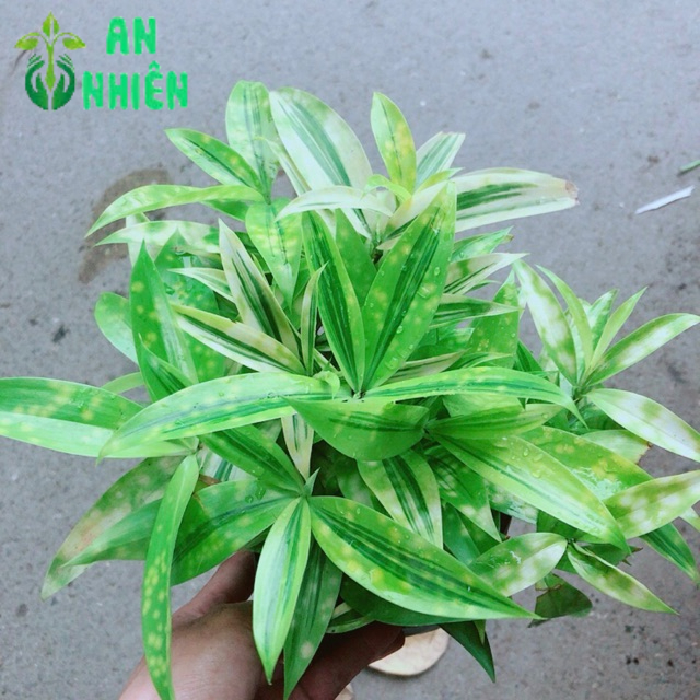 Trúc Nhật Kèm Chậu Sứ