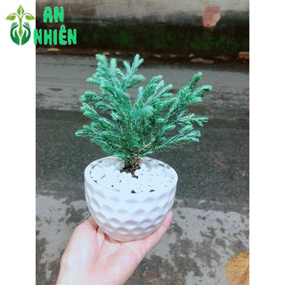 Chậu Cây Tuyết Tùng