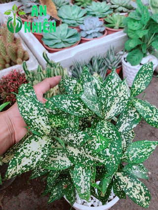Trúc Nhật Kèm Chậu Sứ