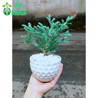 Chậu Cây Tuyết Tùng