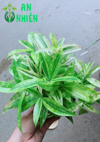 Trúc Nhật Kèm Chậu Sứ