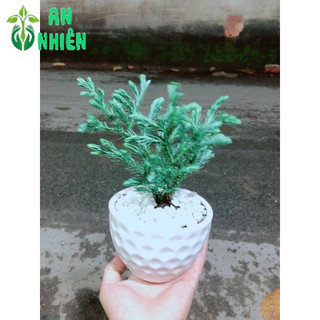 Chậu Cây Tuyết Tùng