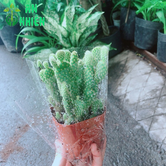 Xương Rồng Tai Thỏ