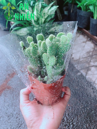 Xương Rồng Tai Thỏ
