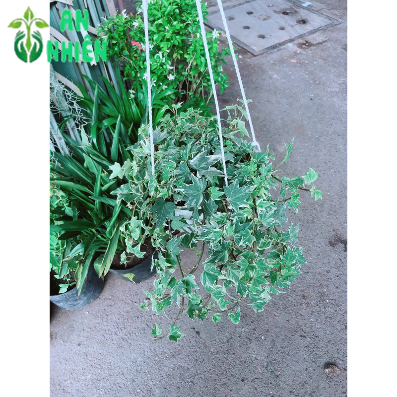 Chậu Thường Xuân Bạc Treo