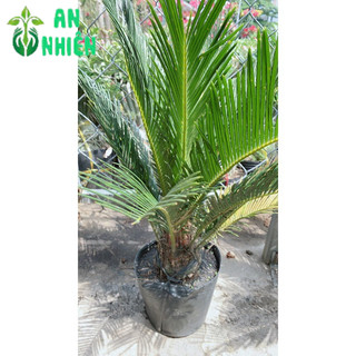 Cây Vạn Tuế Cao 60cm