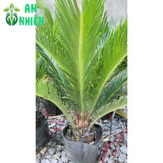 Cây Vạn Tuế Cao 60cm