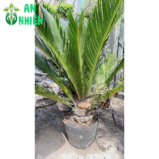 Cây Vạn Tuế Cao 60cm